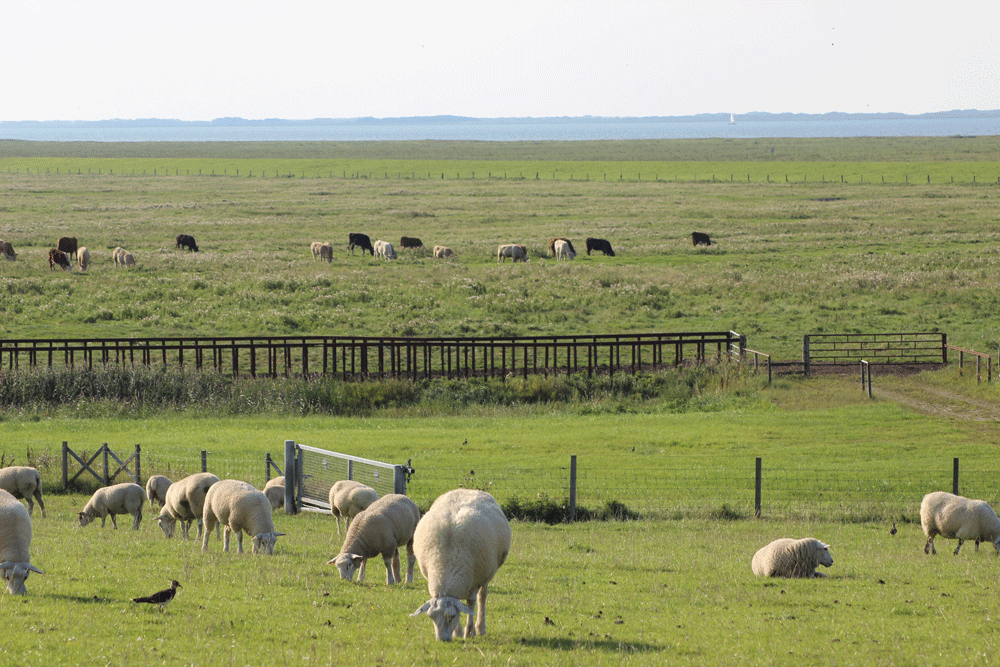 Hilgen... Schafbeweidung